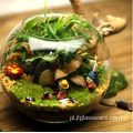 Różne typy terrarium z przezroczystym szklanym wazonem